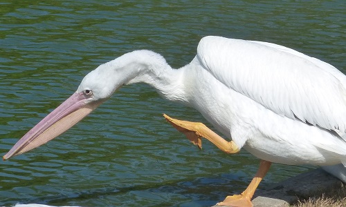 mosaic collection image