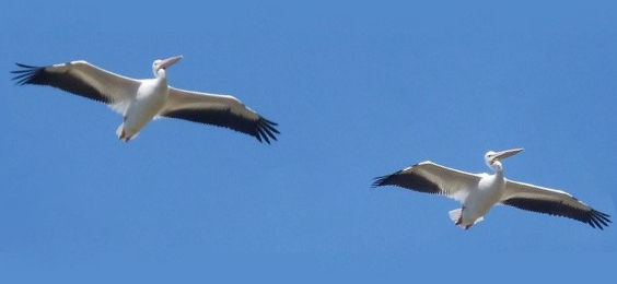 mosaic collection image