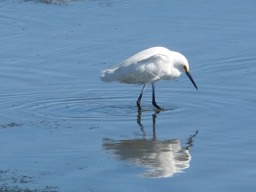 mosaic collection image