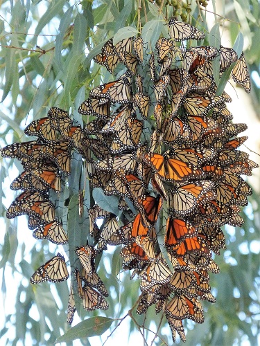 mosaic collection image