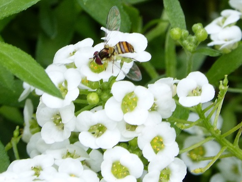 mosaic collection image