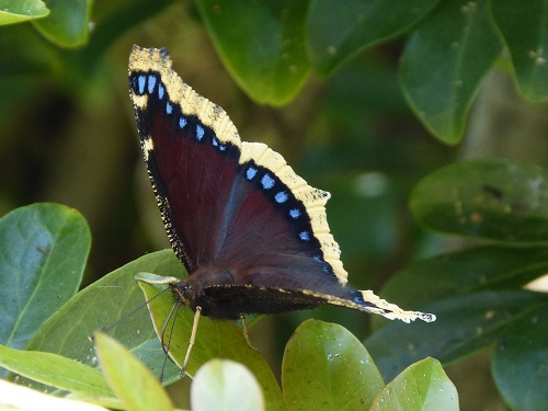 mosaic collection image