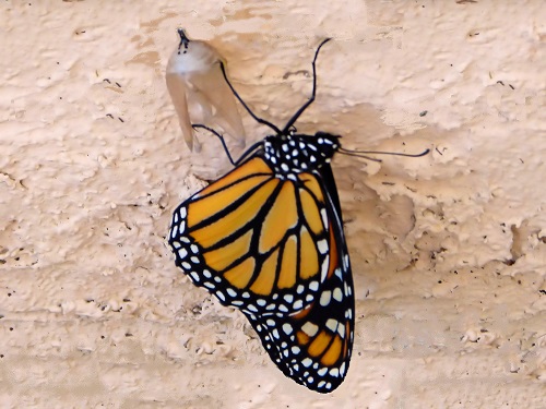 mosaic collection image