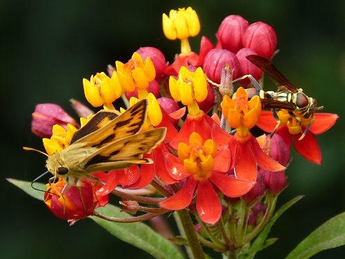 mosaic collection image