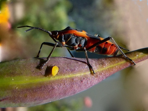 mosaic collection image