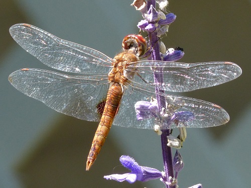 mosaic collection image