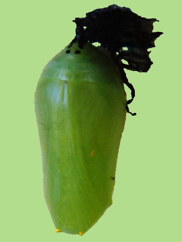 mosaic collection image