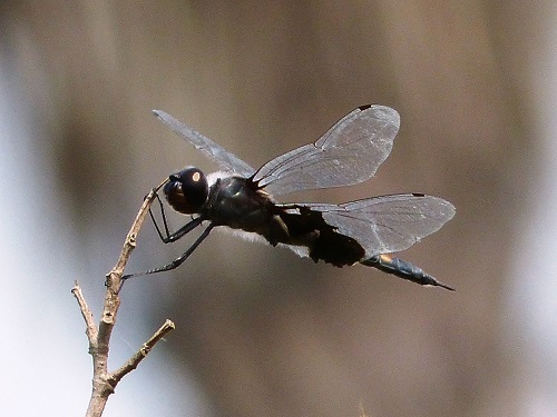 mosaic collection image