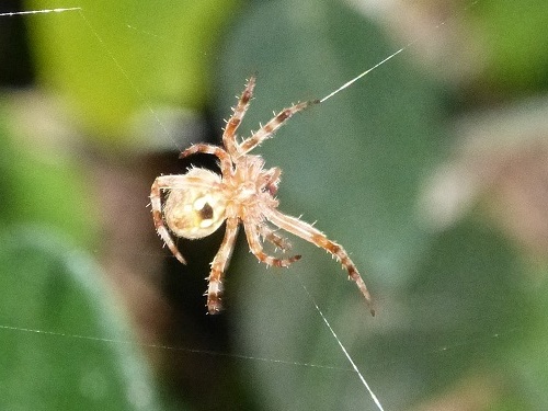 mosaic collection image