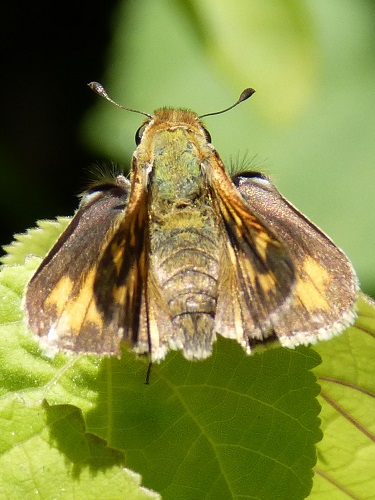 mosaic collection image