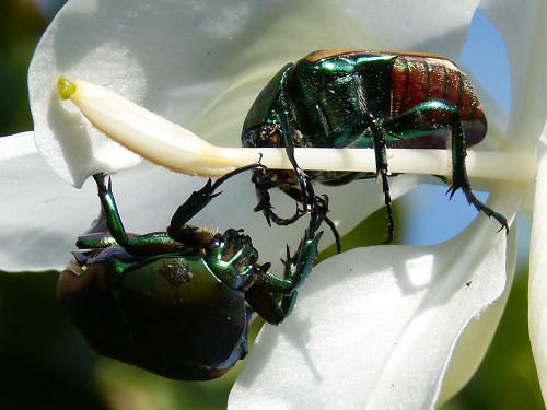 mosaic collection image