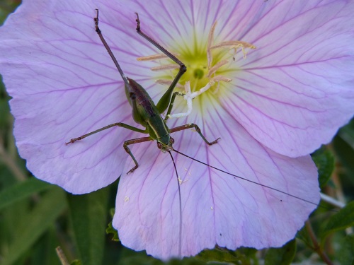 mosaic collection image