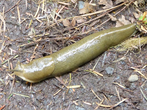 mosaic collection image