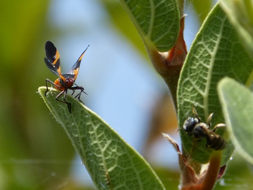 mosaic collection image