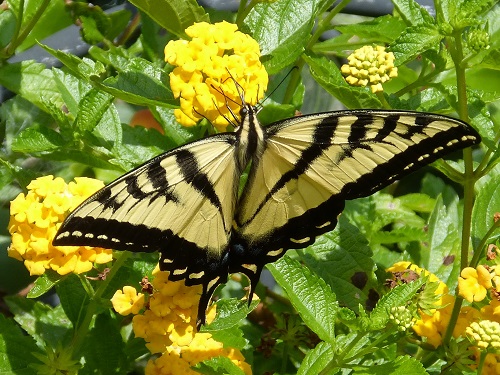 mosaic collection image