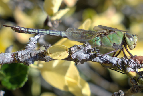 mosaic collection image