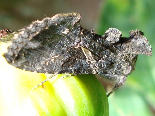 mosaic collection image