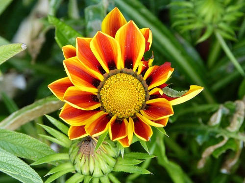 mosaic collection image