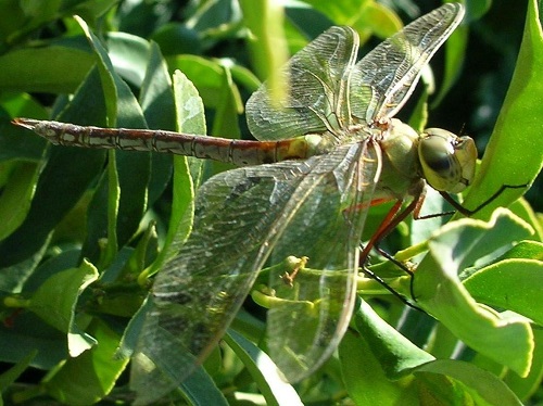 mosaic collection image