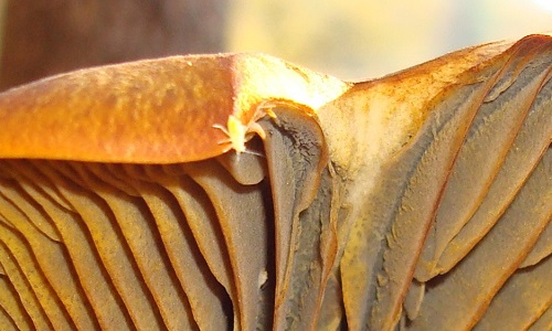 mosaic collection image