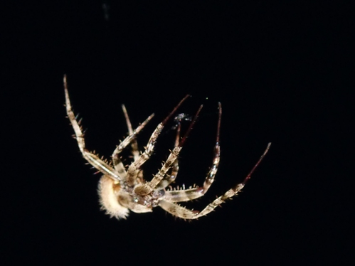 mosaic collection image