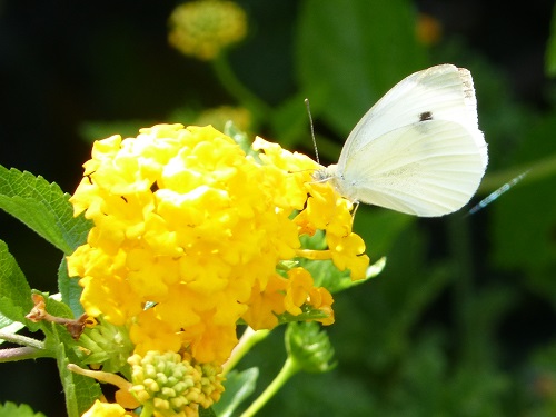 mosaic collection image