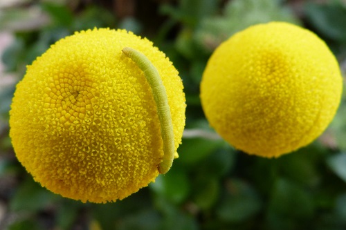 mosaic collection image