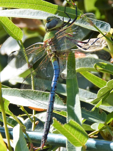 mosaic collection image