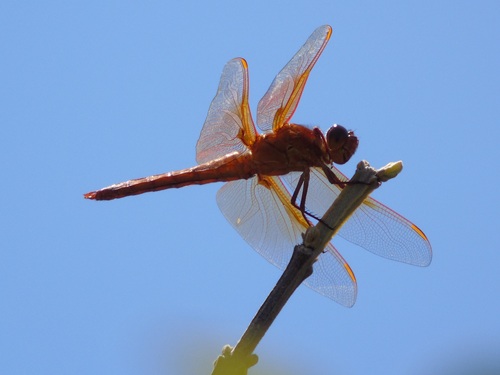 mosaic collection image