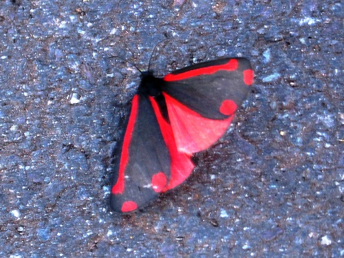 mosaic collection image