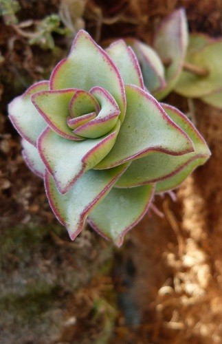 mosaic collection image