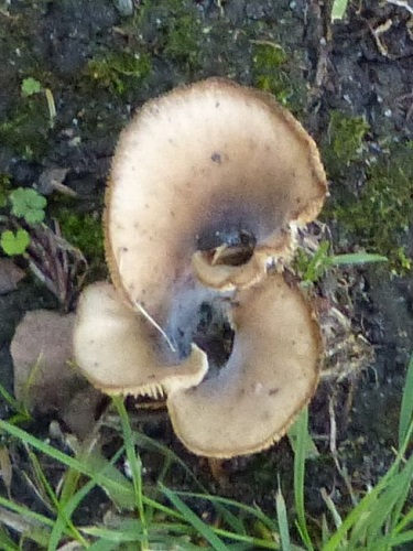 mosaic collection image