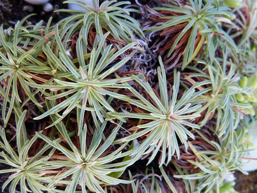 mosaic collection image