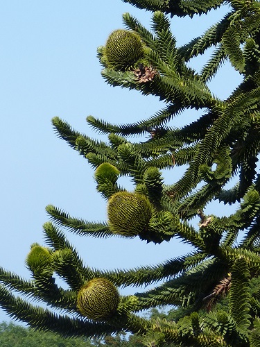 mosaic collection image