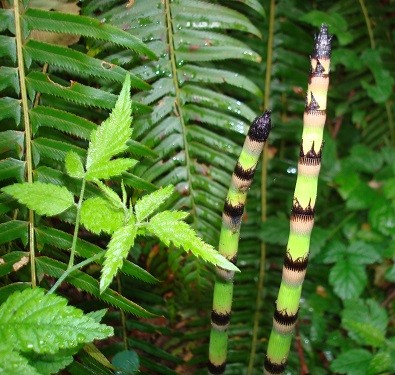 mosaic collection image