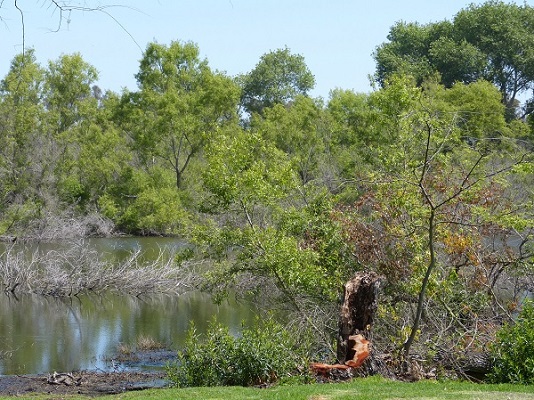 mosaic collection image