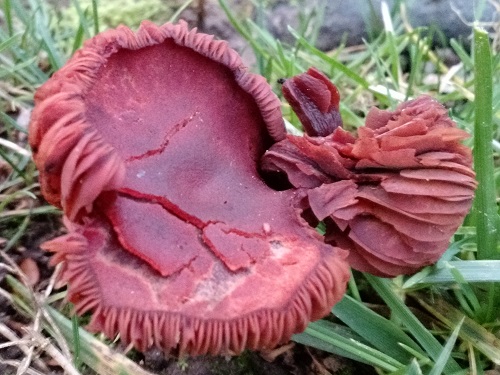 mosaic collection image