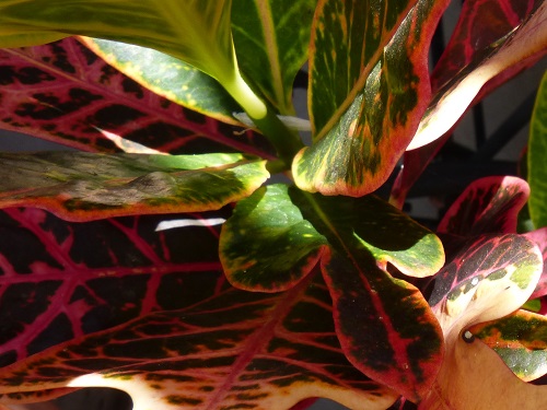 mosaic collection image