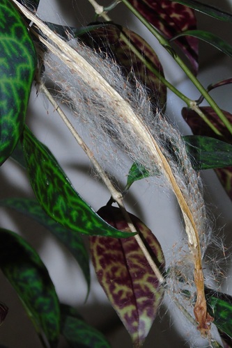 mosaic collection image