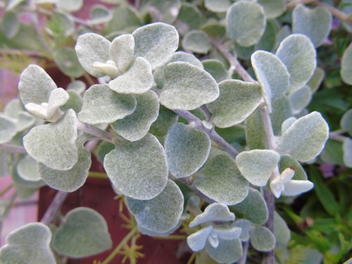 mosaic collection image