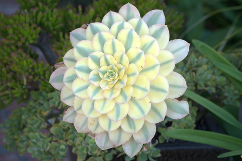 mosaic collection image