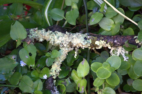 mosaic collection image