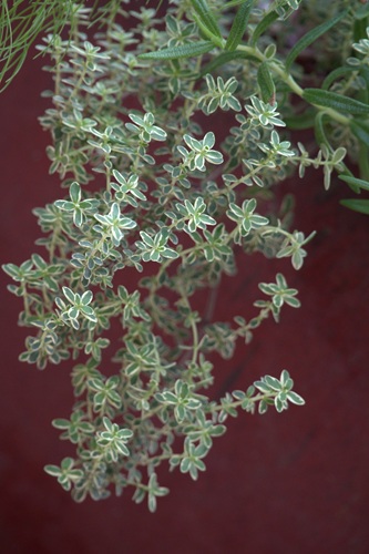 mosaic collection image