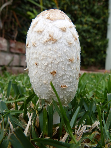 mosaic collection image