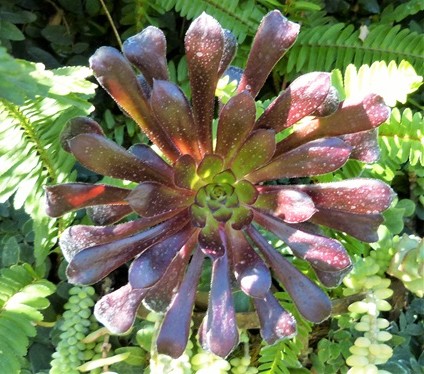 mosaic collection image