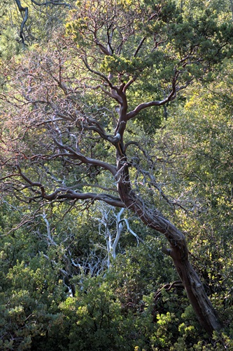 mosaic collection image