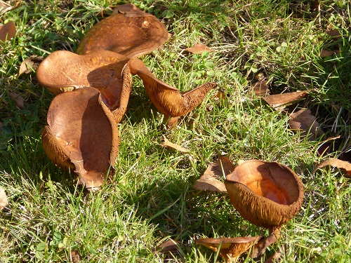 mosaic collection image