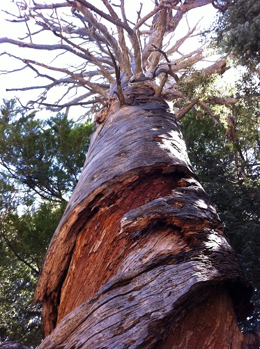 mosaic collection image