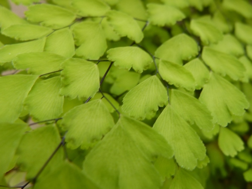 mosaic collection image