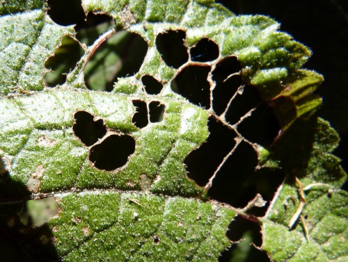 mosaic collection image